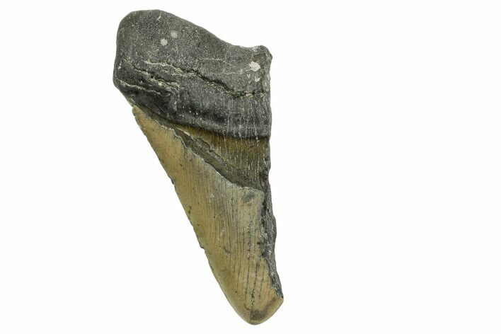 Partial, Fossil Megalodon Tooth - North Carolina #361737